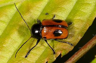 Cryptocephalus bipunctatus - Zweipunktiger Fallkäfer, Käfer auf Blatt