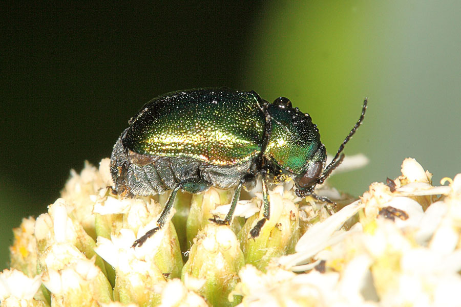 Cryptocephalus cf. hypochaeridis - kein dt. Name bekannt, Käfer auf Blüte