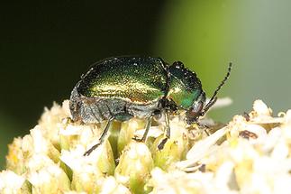 Cryptocephalus cf. hypochaeridis - kein dt. Name bekannt, Käfer auf Blüte (1)