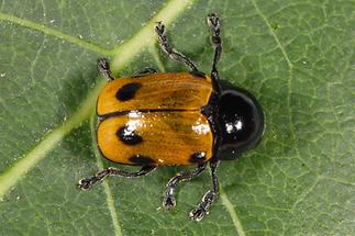 Cryptocephalus imperialis - Kaiserlicher Fallkäfer, Käfer auf Blatt (2)