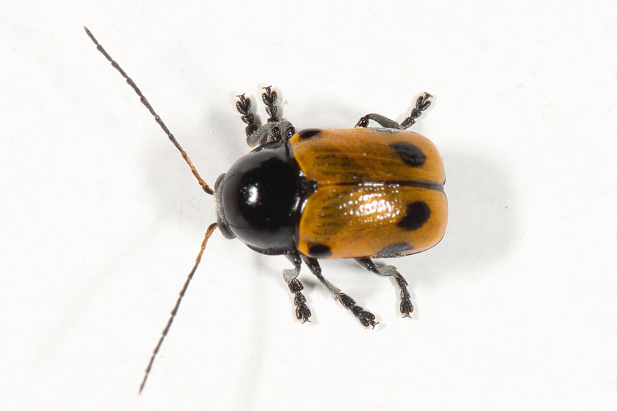 Cryptocephalus imperialis - Kaiserlicher Fallkäfer, Käfer auf Mauer