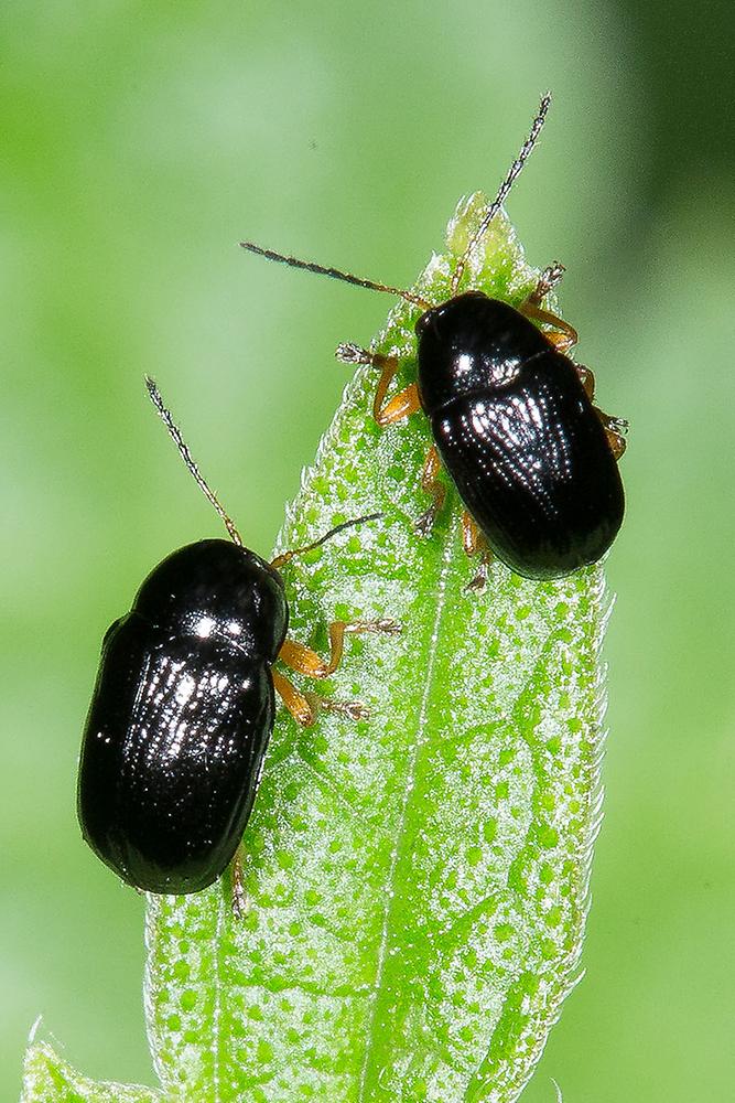 Cryptocephalus ocellatus - kein dt. Name bekannt, 2 Käfer auf Blatt