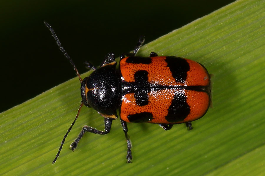 Cryptocephalus quinquepunctatus - Fünfpunkt-Fallkäfer, Käfer auf Gras