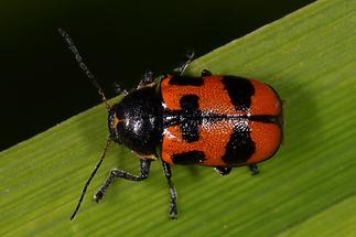 Cryptocephalus quinquepunctatus - Fünfpunkt-Fallkäfer, Käfer auf Gras (1)