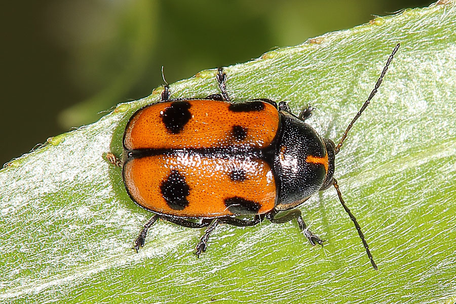 Cryptocephalus quinquepunctatus - Fünfpunkt-Fallkäfer, Käfer auf Gras