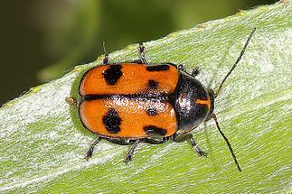 Cryptocephalus quinquepunctatus - Fünfpunkt-Fallkäfer, Käfer auf Gras (2)