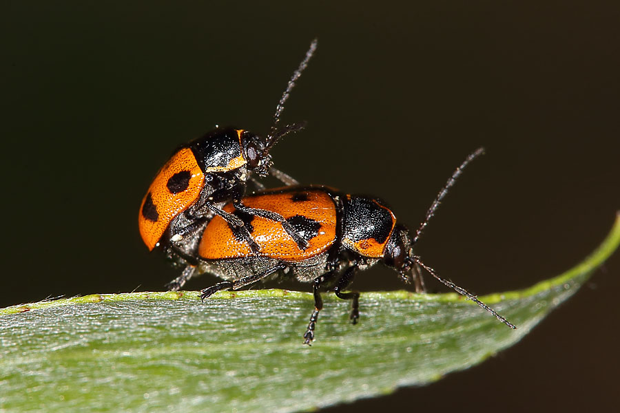 Cryptocephalus quinquepunctatus - Fünfpunkt-Fallkäfer, Paar