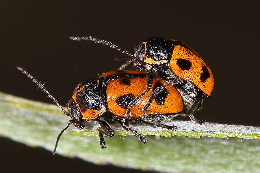 Cryptocephalus quinquepunctatus - Fünfpunkt-Fallkäfer, Paar