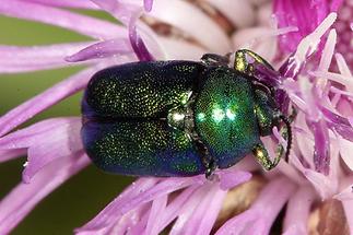 Cryptocephalus sericeus - Seidiger Fallkäfer, Käfer auf Blüte (1)