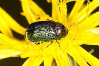 Cryptocephalus sericeus - Seidiger Fallkäfer, Käfer auf Blüte (2)