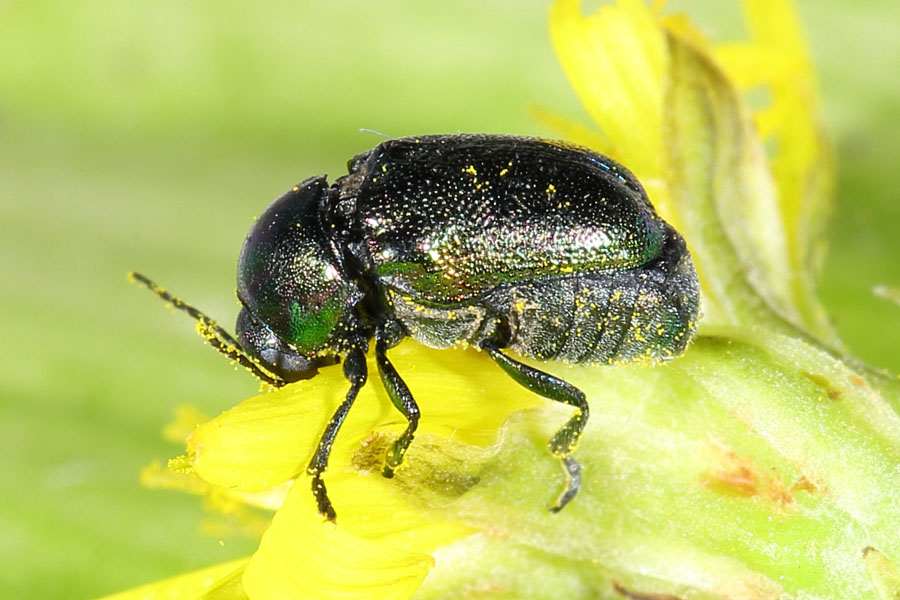 Cryptocephalus sericeus - Seidiger Fallkäfer, Käfer auf Blüte