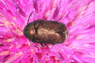 Cryptocephalus sericeus - Seidiger Fallkäfer, Käfer auf Blüte (5)