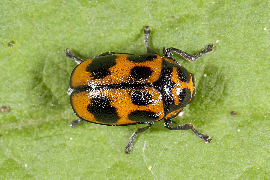 ryptocephalus sexpunctatus - Sechspunkt-Fallkäfer, Käfer auf Blatt