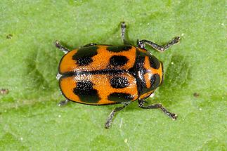 ryptocephalus sexpunctatus - Sechspunkt-Fallkäfer, Käfer auf Blatt (1)