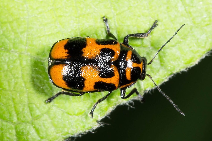 Cryptocephalus sexpunctatus - Sechspunkt-Fallkäfer, Käfer auf Blatt