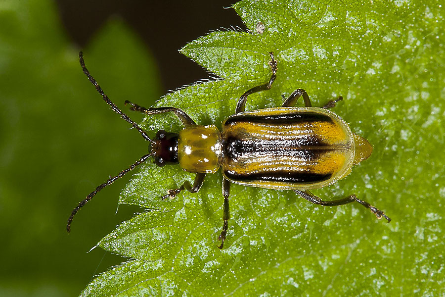 Diabrotica virgifera - Westlicher Maiswurzelbohrer, Käfer auf Blatt