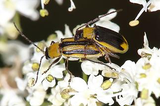 Diabrotica virgifera - Westlicher Maiswurzelbohrer, Paar (1)