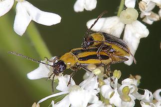 Diabrotica virgifera - Westlicher Maiswurzelbohrer, Paar (2)