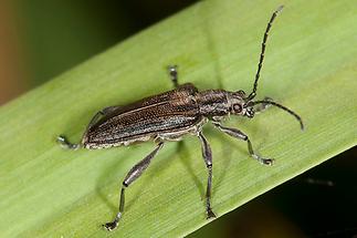 Donacia marginata cf. - Keulenfüßiger Rohrkäfer, Käfer auf Schilfgras