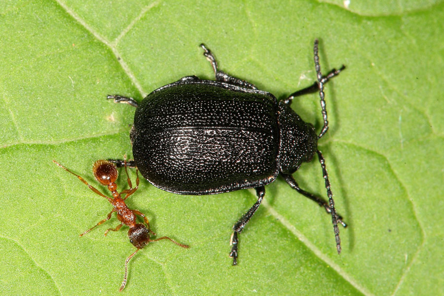 Galeruca tanaceti - Rainfarn-Blattkäfer, Käfer mit Ameise