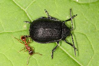 Galeruca tanaceti - Rainfarn-Blattkäfer, Käfer mit Ameise