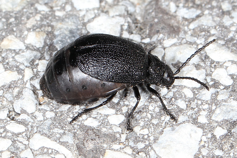 Galeruca tanaceti - Rainfarn-Blattkäfer, Weibchen