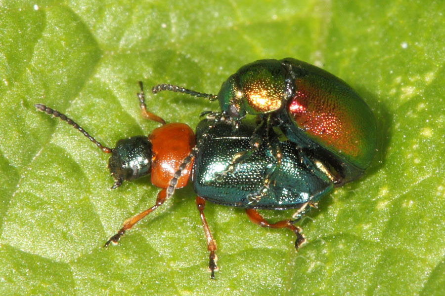 Gastrophysa viridula oben und Gastrophysa polygoni unten - kein dt. Name bekannt, Kopulationsversuch