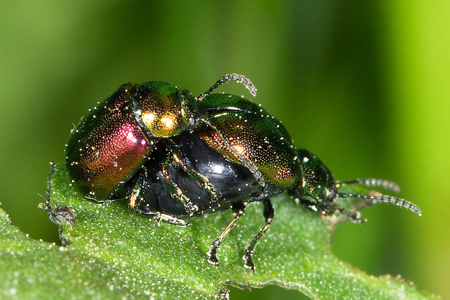 Gastrophysa viridula - Grüner Sauerampferkäfer, Paar