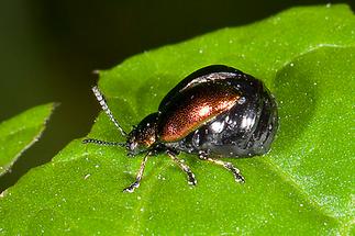Gastrophysa viridula - Grüner Sauerampferkäfer, Weibchen auf Blatt (1)