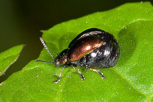 Gastrophysa viridula - Grüner Sauerampferkäfer, Weibchen auf Blatt (1 ...