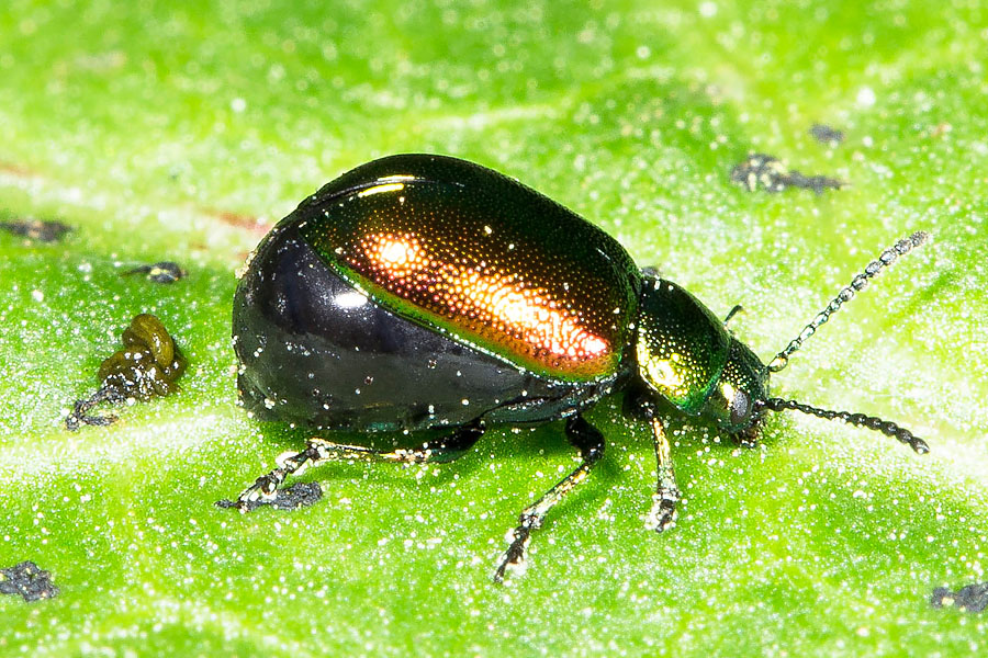 Gastrophysa viridula - Grüner Sauerampferkäfer, Weibchen auf Blatt