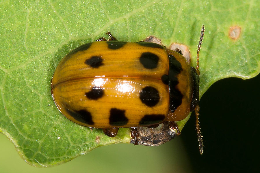 Gonioctena decemnotata - kein dt. Name bekannt, Käfer auf Blatt