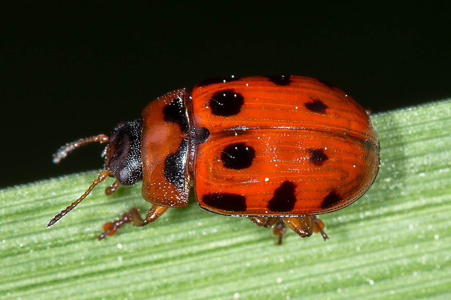 Gonioctena decemnotata - kein dt. Name bekannt, Käfer auf Gras
