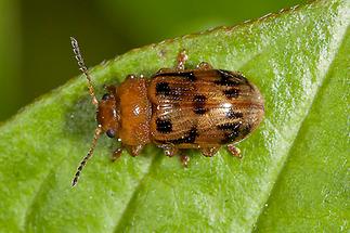 Gonioctena quinquepunctata - Fünfpunktiger Blattkäfer, Käfer auf Blatt