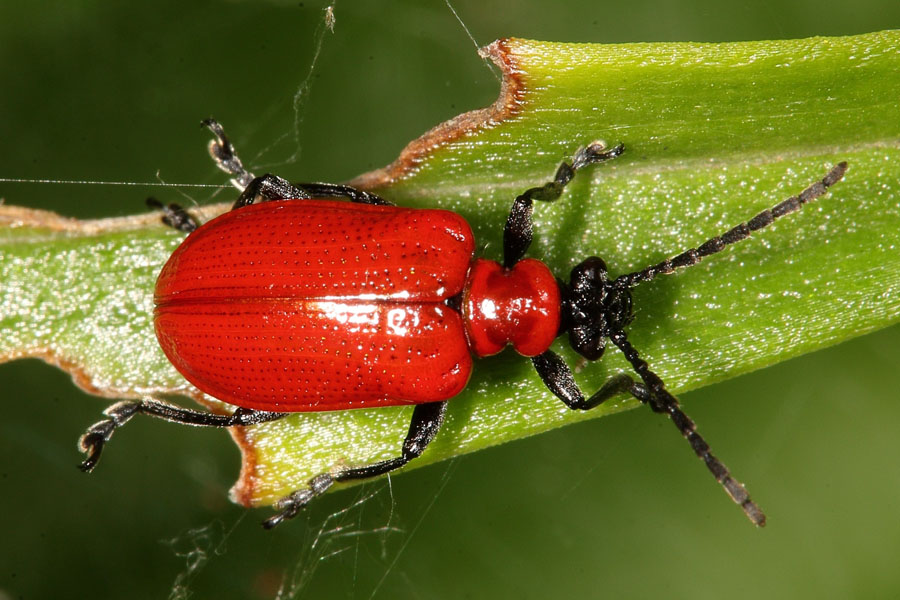 Lilioceris lilii - Lilienhähnchen, Käfer auf Blatt