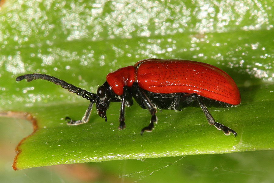 Lilioceris lilii - Lilienhähnchen, Käfer auf Blatt