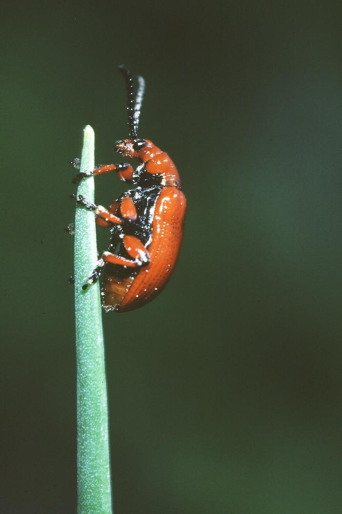 Lilioceris merdigera - Lilienhähnchen, Käfer auf Blattspitze