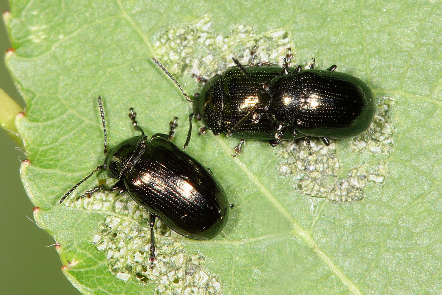 Phratora sp. - kein dt. Name bekannt, Käfer und Paar