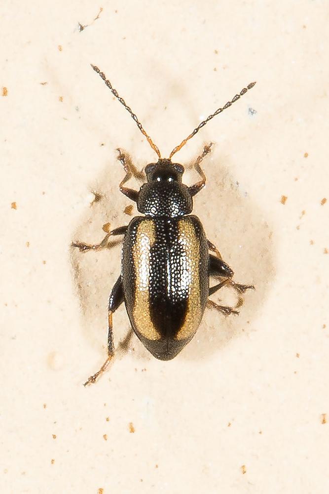 Phyllotreta undulata - Gewelltstreifger Kohlerdfloh, Käfer auf Mauer