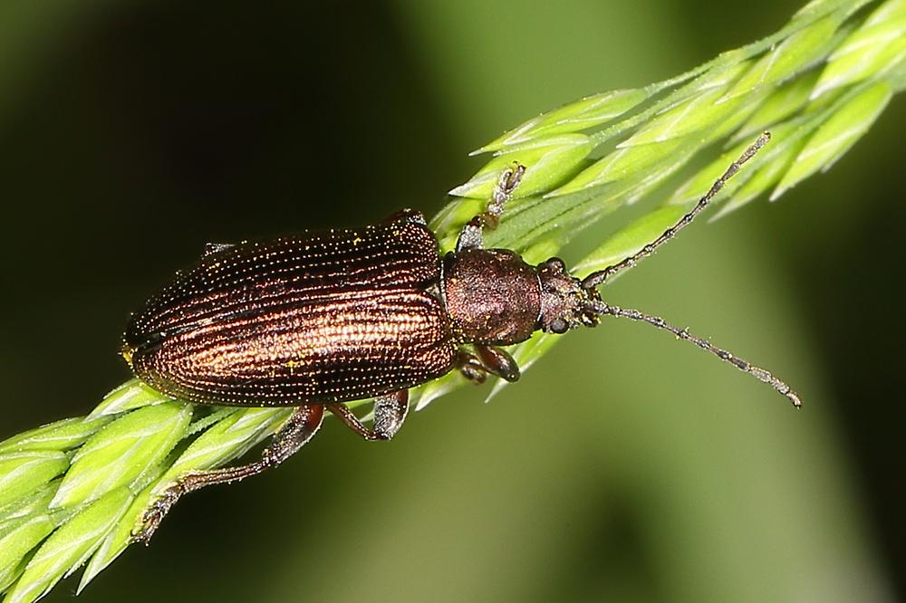 Plateumaris sericea - Seidiger Rohrkäfer