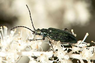 Plateumaris sericea cf. - Seidiger Rohrkäfer, Käfer auf Blüten