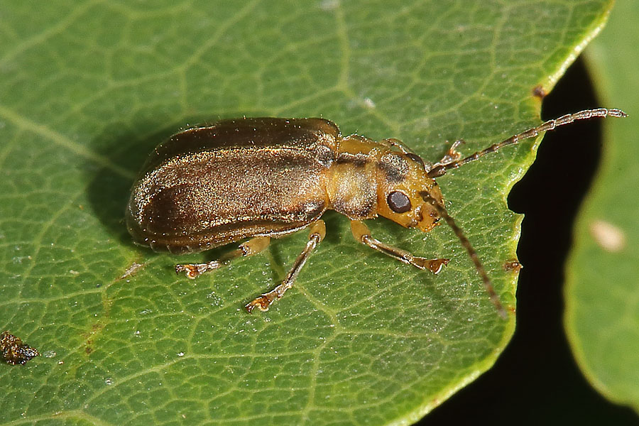 Pyrrhalta viburni - Schneeballblattkäfer, Käfer auf Blatt