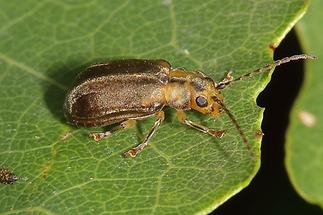 Pyrrhalta viburni - Schneeballblattkäfer, Käfer auf Blatt (1)