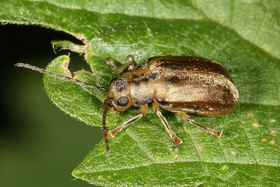 Pyrrhalta viburni - Schneeballblattkäfer, Käfer auf Blatt
