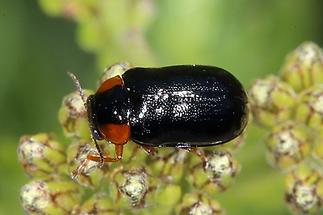 Smaragdina aurita - kein dt. Name bekannt, Käfer auf Blüte (1)