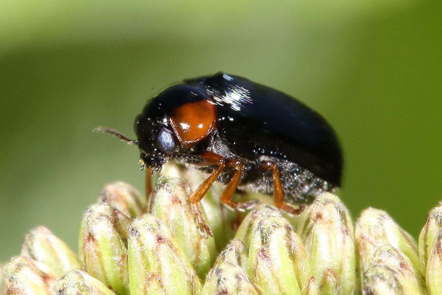 Smaragdina aurita - kein dt. Name bekannt, Käfer auf Blüte