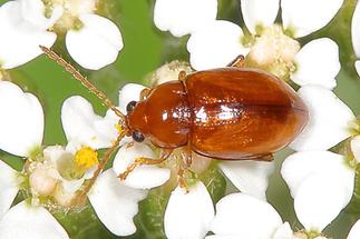 Sphaeroderma testaceum - Distel-Flohkäfer, Käfer auf Blüten