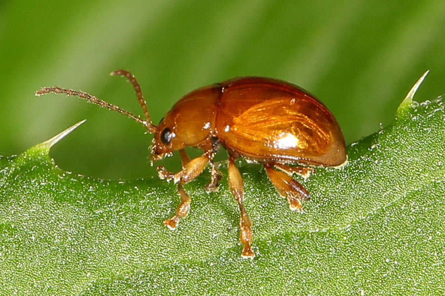 Sphaeroderma testaceum - Distel-Flohkäfer, Käfer frisst auf Blatt