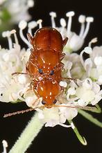 Sphaeroderma testaceum - Distel-Flohkäfer, Paar