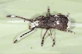 Anthribus albinus - Großer Breitrüssler, Käfer Männchen auf Heuballen